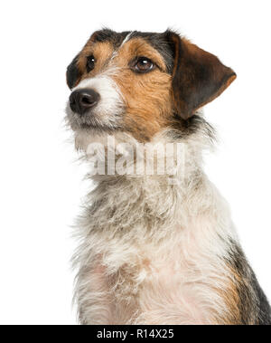 Close-up d'un fox-terrier à la recherche, 1 ans, isolé sur blanc Banque D'Images