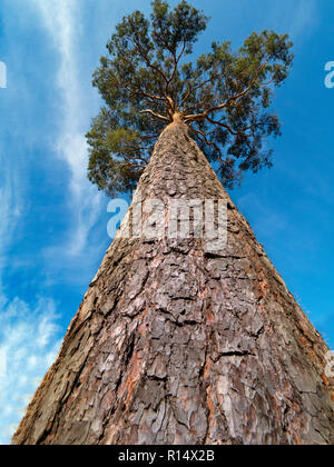 Pin sylvestre Pinus sylvestris tronc et écorce Norfolk Banque D'Images