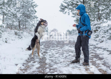 Un border collie tricolore dans l'air avoir sauté pour attraper une boule dans sa bouche lancée par son propriétaire Banque D'Images