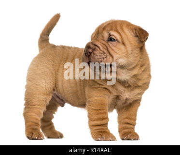 Chiot Shar Pei, debout à l'arrière, isolated on white Banque D'Images