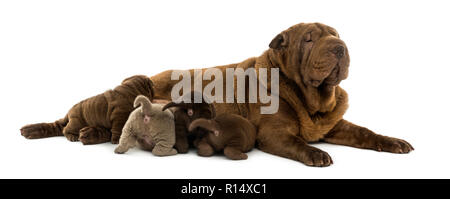 Shar Pei maman couchée, l'allaitement, ses chiots isolated on white Banque D'Images