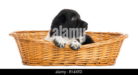 Stabyhoun chiot dans un panier en osier, looking up, isolated on white Banque D'Images