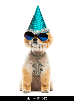 Toiletté chien Pomeranian assis et portant un collier dollar bleu, lunettes de soleil et un chapeau de fête Banque D'Images