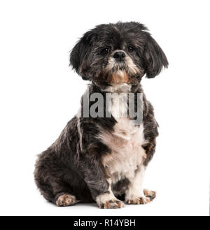 Shih Tzu (10 ans) Banque D'Images