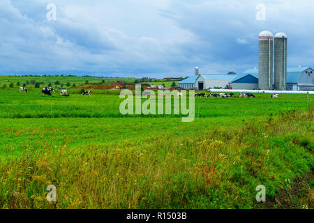 Vue sur campagne et vaches dans Saint-Michel-de-Bellechasse, Québec, Canada Banque D'Images