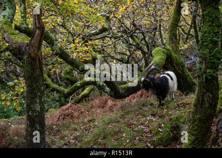 Chèvre sauvage dans le Snowdonia Banque D'Images