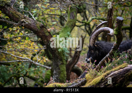 Chèvre sauvage dans le Snowdonia Banque D'Images