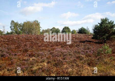 Heather flétri dû à l'été chaud et sec, le Parc National de Maasduinen, Limbourg, Pays-Bas Banque D'Images