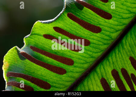 Hirschzungenfarn, Sori an der Unterseite von Farnwedel, Asplenium scolopendrium Phyllitis scolopendrium, Sporen,, Sporangien Banque D'Images