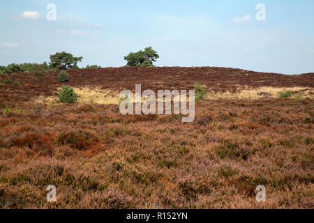 Withered heath en raison de l'été chaud et sec, le Parc National de Maasduinen, Limbourg, Pays-Bas Banque D'Images