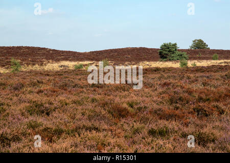 Withered heath en raison de l'été chaud et sec, le Parc National de Maasduinen, Limbourg, Pays-Bas Banque D'Images