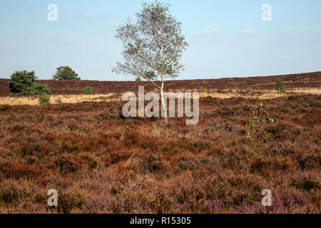 Withered heath en raison de l'été chaud et sec, le Parc National de Maasduinen, Limbourg, Pays-Bas Banque D'Images