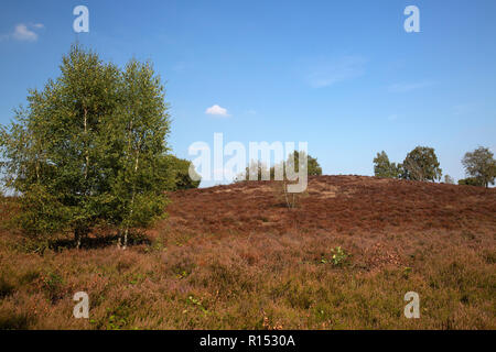 Withered heath en raison de l'été chaud et sec, le Parc National de Maasduinen, Limbourg, Pays-Bas Banque D'Images