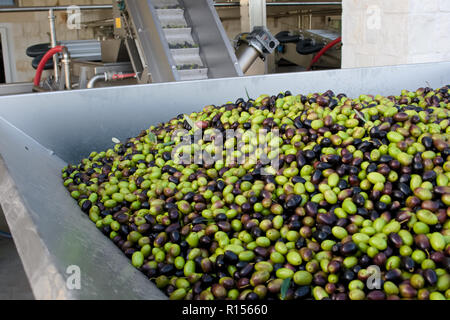 La production d'huile d'olive vierge douce à une presse à froid usine après la récolte des olives, olives vertes et noires Banque D'Images