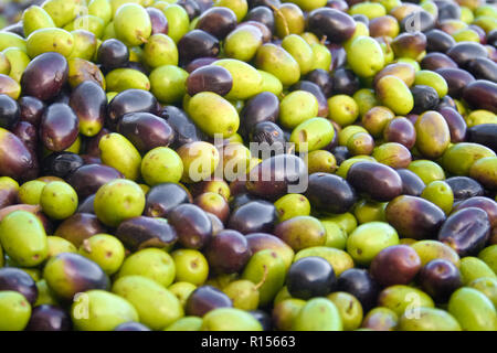 Olives vertes et noires, prête à être traitée à l'usine pour obtenir l'huile d'olive, Close up Banque D'Images