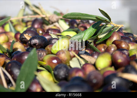 Olives vertes et noires, prête à être traitée à l'usine pour obtenir l'huile d'olive, Close up Banque D'Images