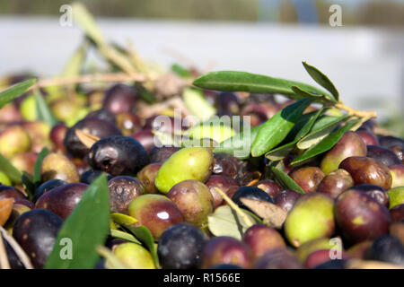 Olives vertes et noires, prête à être traitée à l'usine pour obtenir l'huile d'olive, Close up Banque D'Images