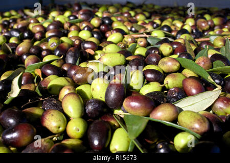 Olives vertes et noires, prête à être traitée à l'usine pour obtenir l'huile d'olive, Close up Banque D'Images