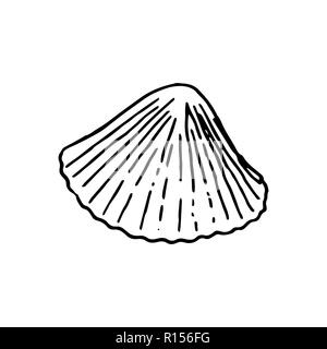 Série de beaux coquillages, mollusques. illustration croquis isolés. La main réaliste expose des coquillages. La faune de l'océan, rapana. aquatique. Illustration de Vecteur