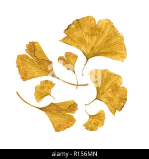 Aquarelle botanique illustration de feuilles de ginkgo colorés sur fond blanc. Peut être utilisé comme décoration pour la conception web, la polygraphie ou textile Banque D'Images