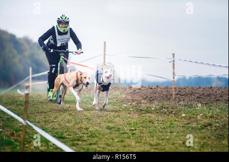 Allemagne, Oberndorf, Geslau - 3 NOVEMBRE 2018 : chiens de traîneau tirant le scooter avec femme, Mushing en l'absence de neige ski de courses en panoplie d'automne typique Banque D'Images