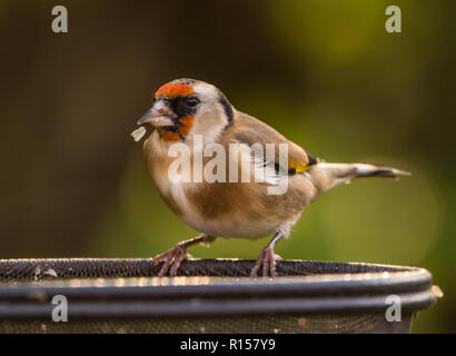 Finch d'or debout sur une branche brun à l'automne dans un jardin Banque D'Images