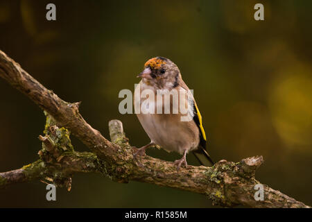 Finch d'or debout sur une branche brun à l'automne dans un jardin Banque D'Images