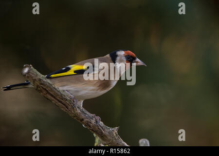 Finch d'or debout sur une branche brun à l'automne dans un jardin Banque D'Images