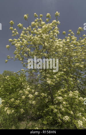 Manna Ash Fraxinus ornus, arbre, en pleine floraison au printemps, Istrie, Croatie. Banque D'Images