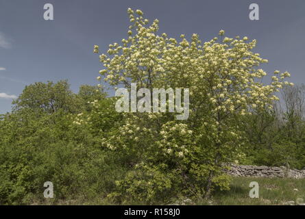 Manna Ash Fraxinus ornus, arbre, en pleine floraison au printemps, Istrie, Croatie. Banque D'Images