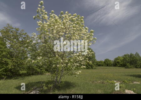 Manna Ash Fraxinus ornus, arbre, en pleine floraison au printemps, Istrie, Croatie. Banque D'Images