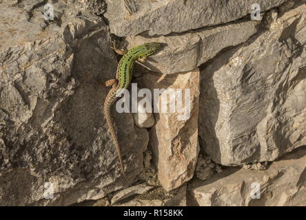Lézard des murailles de Dalmatie, Podarcis melisellensis, se prélassant sur mur, Istrie, Croatie. Banque D'Images