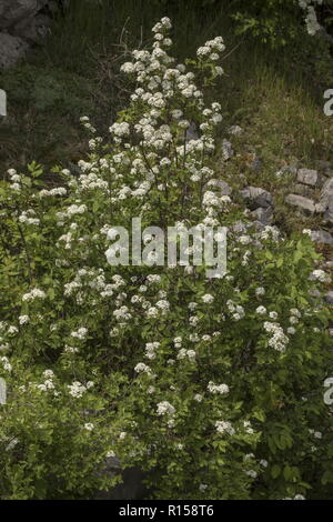 À FEUILLES D'Orme Spiraea, Spiraea ulmifolia, en fleurs sur le mont Biokovo, Croatie. Banque D'Images