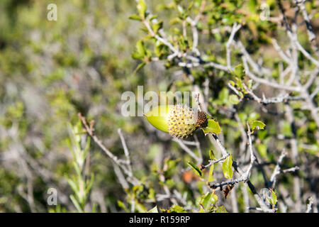 Glande ou noix de chêne, Sud de la france, Europe, environnement naturel européen, fond de nature Banque D'Images