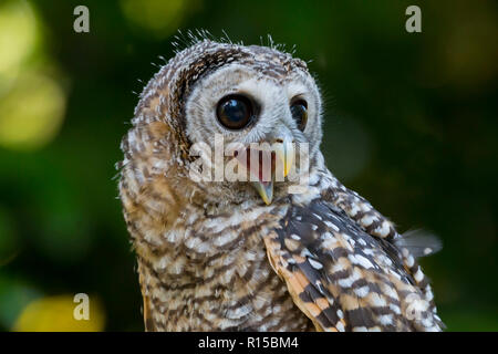 Portrait d'un jeune Chaco Owl (Strix chacoensis) Banque D'Images