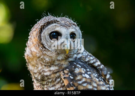Portrait d'un jeune Chaco Owl (Strix chacoensis) Banque D'Images