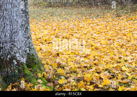 Tronc d'arbre moussu par un sol recouvert de feuilles d'érable tombé Banque D'Images