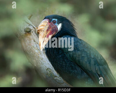Blyth's hornbill Rhyticeros plicatus femme Banque D'Images