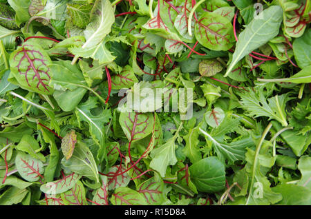 Champ brutes verts Salade saine mix Banque D'Images