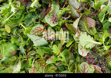 Champ brutes verts Salade saine mix Banque D'Images