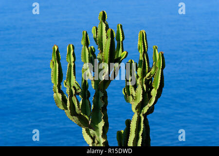 Branches de cactus bleu contre l'eau de mer. L'île portugaise de Madère Banque D'Images