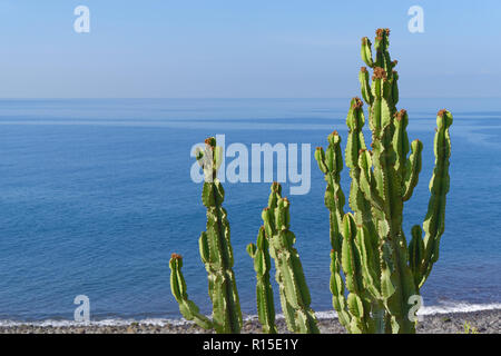 Branches de cactus sur le littoral contre l'eau et le ciel bleu. L'île portugaise de Madère Banque D'Images