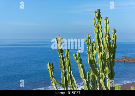 Branches de cactus sur le littoral contre l'eau et le ciel bleu. L'île portugaise de Madère Banque D'Images