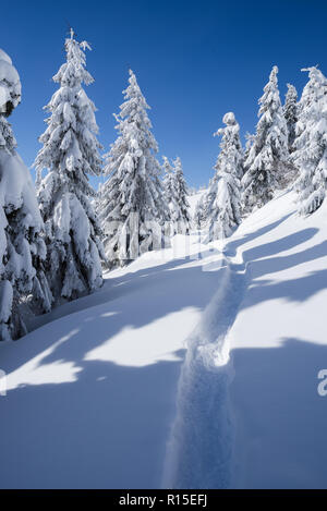 Winter Wonderland background. Sentier dans la neige. Paysage de neige avec des sapins dans la forêt de montagne. Météo ensoleillée frosty day Banque D'Images