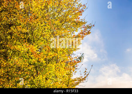 Vue agrandie du feuillu de couleurs d'automne et ciel bleu, Bollendorf, à l'ouest du Champ volcanique de l'Eifel, Rhénanie, Allemagne, Europe Banque D'Images