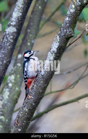 Great Spotted Woodpecker (Dendrocopos major) dans la forêt dans la zone de protection de la nature Moenchbruch près de Francfort, Allemagne. Banque D'Images