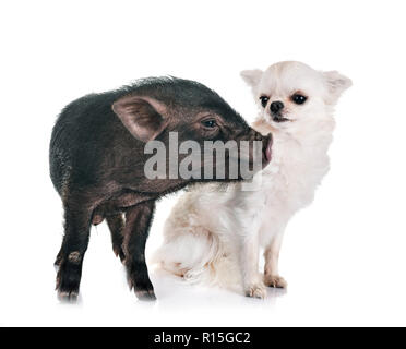 Cochon vietnamien et chihuahua in front of white background Banque D'Images