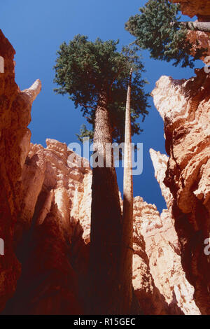 Le douglas de plus en plus parmi les cheminées,Canon Bryce National Park,Utah Banque D'Images