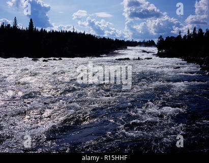 La Suède, Norrbotten, Pitealven River, vue jusqu'Storforsen Rapids vingt-cinq milles au nord ouest de Alusbyn ville. Étendue de l'eau pétillante au débit rapide, et que la silhouette des arbres. Une chute de 80 mètres à un rythme de 800 000 litres par seconde sur 4 kilomètres. Banque D'Images