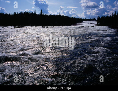 La Suède, Norrbotten, Pitealven River, vue jusqu'Storforsen Rapids vingt-cinq milles au nord ouest de Alusbyn ville. Étendue de l'eau pétillante au débit rapide, et que la silhouette des arbres. Une chute de 80 mètres à un rythme de 800 000 litres par seconde sur 4 kilomètres. Banque D'Images